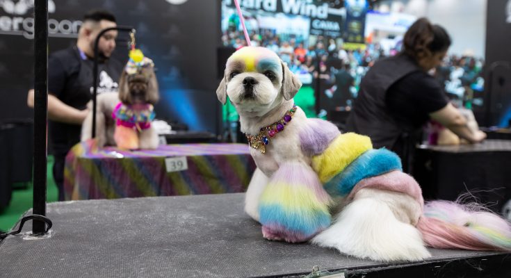 SP recebe feiras das indústrias pet e veterinária da América Latina