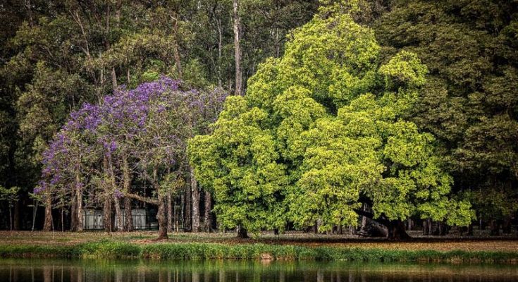 ibirapuera prêmio