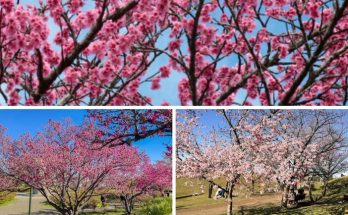 Temporada das cerejeiras encanta turistas em diversas regiões do país São Paulo, Paraná e Espírito Santo são alguns dos principais destinos para apreciar essas belezas naturais A florada das cerejeiras é um espetáculo natural que encanta turistas durante o inverno, transformando paisagens em belos quadros de tons rosados. As regiões Sul e Sudeste concentram os destinos preferidos pelas árvores tradicionais da cultura japonesa florescerem. Segundo a tradição oriental, se uma pétala cai em cima de alguém, é sinal de boa sorte. As cidades de São Paulo, Campos do Jordão e Aparecida, no estado de São Paulo, são alguns dos principais destinos para apreciar essa beleza sazonal. Em São Paulo, o Parque do Carmo se destaca como um dos melhores lugares para ver a florada da árvore ornamental, atraindo milhares de visitantes durante o Festival das Cerejeiras, que celebra a cultura japonesa com música, dança e gastronomia. Campos do Jordão, com seu clima mais frio, também oferece um cenário pitoresco, especialmente nos parques Amantikir e Horto Florestal, tornando-se um ponto de visita obrigatório durante o inverno. Já no sul do Brasil, a cidade de Curitiba, no Paraná, é outro destino imperdível. O Jardim Botânico de Curitiba é famoso por suas estufas e jardins temáticos, mas é durante a florada das cerejeiras que o local se torna ainda mais especial. Já no Espírito Santo, a cidade de Domingos Martins, conhecida por seu Festival da Imigração Alemã, também possui belas árvores. A região, com as suas influências europeias, oferece um cenário encantador com as flores cor-de-rosa pontuando a paisagem verde das montanhas. Durante a florada, a região se transforma em um destino romântico, ideal para quem deseja desfrutar da natureza e da tranquilidade do interior capixaba. Acesse AQUI a matéria também no portal do Ministério do Turismo.