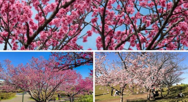 Temporada das cerejeiras encanta turistas em diversas regiões do país São Paulo, Paraná e Espírito Santo são alguns dos principais destinos para apreciar essas belezas naturais A florada das cerejeiras é um espetáculo natural que encanta turistas durante o inverno, transformando paisagens em belos quadros de tons rosados. As regiões Sul e Sudeste concentram os destinos preferidos pelas árvores tradicionais da cultura japonesa florescerem. Segundo a tradição oriental, se uma pétala cai em cima de alguém, é sinal de boa sorte. As cidades de São Paulo, Campos do Jordão e Aparecida, no estado de São Paulo, são alguns dos principais destinos para apreciar essa beleza sazonal. Em São Paulo, o Parque do Carmo se destaca como um dos melhores lugares para ver a florada da árvore ornamental, atraindo milhares de visitantes durante o Festival das Cerejeiras, que celebra a cultura japonesa com música, dança e gastronomia. Campos do Jordão, com seu clima mais frio, também oferece um cenário pitoresco, especialmente nos parques Amantikir e Horto Florestal, tornando-se um ponto de visita obrigatório durante o inverno. Já no sul do Brasil, a cidade de Curitiba, no Paraná, é outro destino imperdível. O Jardim Botânico de Curitiba é famoso por suas estufas e jardins temáticos, mas é durante a florada das cerejeiras que o local se torna ainda mais especial. Já no Espírito Santo, a cidade de Domingos Martins, conhecida por seu Festival da Imigração Alemã, também possui belas árvores. A região, com as suas influências europeias, oferece um cenário encantador com as flores cor-de-rosa pontuando a paisagem verde das montanhas. Durante a florada, a região se transforma em um destino romântico, ideal para quem deseja desfrutar da natureza e da tranquilidade do interior capixaba. Acesse AQUI a matéria também no portal do Ministério do Turismo.