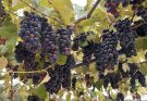 Vindima no Paraná combina colheita de uvas e hospedagem