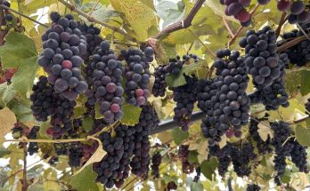 Vindima no Paraná combina colheita de uvas e hospedagem