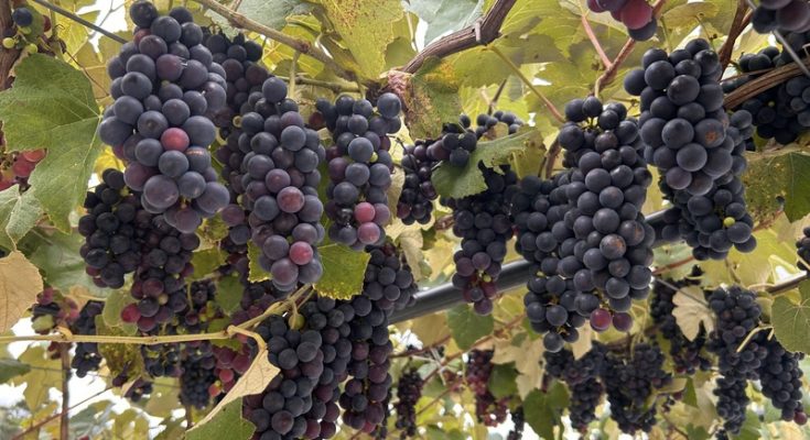 Vindima no Paraná combina colheita de uvas e hospedagem