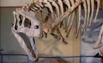 Foto principal: museu Carmen Funes Neuquen terra dinossauros
